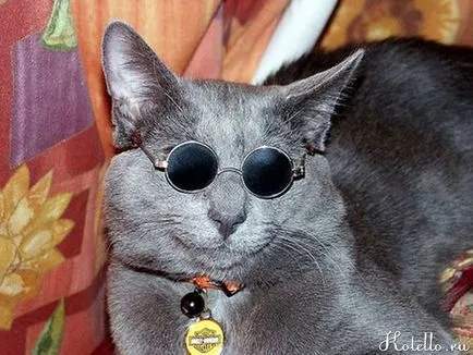 Smeshnye истории за котки