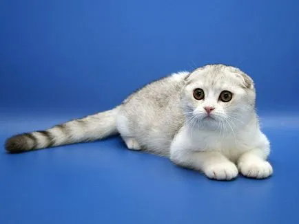 Сгънете котка снимки