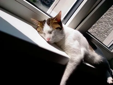 Котки спят часа