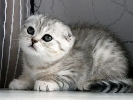 Сгънете котка снимки