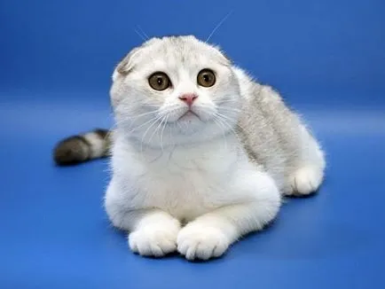 Сгънете котка снимки