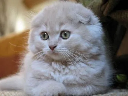 Сгънете котка снимки