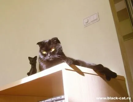 Сгънете котка снимки