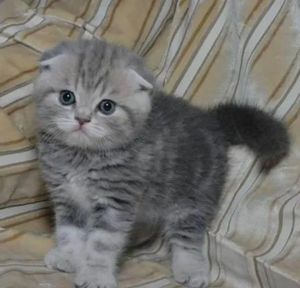 Сгънете котка снимки