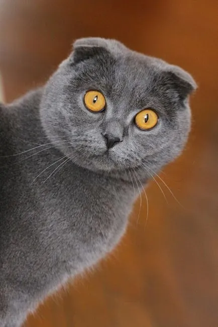 Сгънете котка снимки