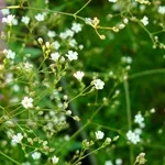 Verdure - снимка, отглеждане и дългосрочни разновидности на дишането на бебето, любими цветя