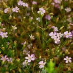 Verdure - снимка, отглеждане и дългосрочни разновидности на дишането на бебето, любими цветя