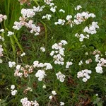 Verdure - снимка, отглеждане и дългосрочни разновидности на дишането на бебето, любими цветя