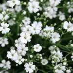 Verdure - снимка, отглеждане и дългосрочни разновидности на дишането на бебето, любими цветя