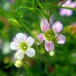 Verdure - снимка, отглеждане и дългосрочни разновидности на дишането на бебето, любими цветя