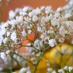 Verdure - снимка, отглеждане и дългосрочни разновидности на дишането на бебето, любими цветя