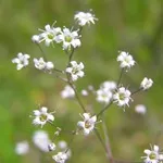 Verdure - снимка, отглеждане и дългосрочни разновидности на дишането на бебето, любими цветя