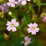 Verdure - снимка, отглеждане и дългосрочни разновидности на дишането на бебето, любими цветя