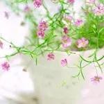 Verdure - снимка, отглеждане и дългосрочни разновидности на дишането на бебето, любими цветя