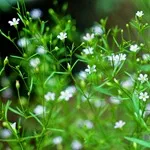 Verdure - снимка, отглеждане и дългосрочни разновидности на дишането на бебето, любими цветя