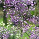 Verdure - снимка, отглеждане и дългосрочни разновидности на дишането на бебето, любими цветя