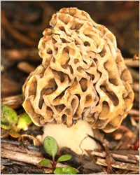 Morel гъби - Morels или линии