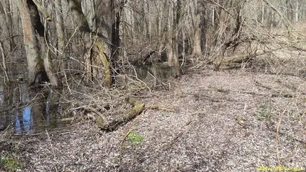 Морел гъби