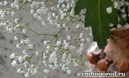 Gypsophila цвете