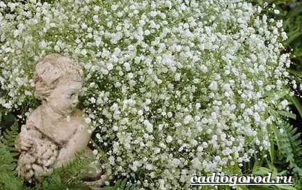 Gypsophila цвете