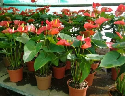Почвата за засаждане Anthurium които да избирате