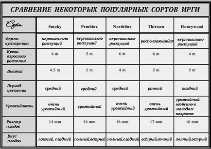 Саскатун - полезни свойства, засаждане, грижи и възпроизвеждане (грижи) Саскатун - полезни свойства, засаждане, грижи и размножаване