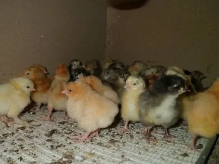 Инструкции за отстраняване на пилетата в инкубатор