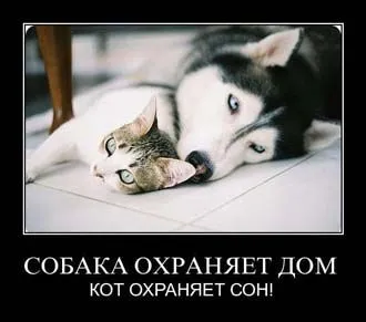 Кое куче е по-добре за сигурност у дома като
