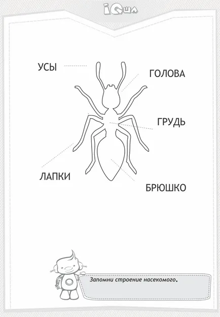 Какво видове насекоми