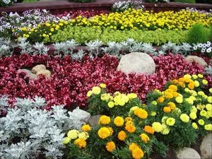 Какви цветя за засаждане в гробище е допустимо, така че те цъфтят през цялото лято