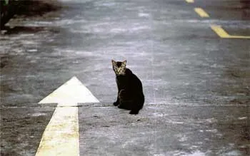 Котки намерят пътя към дома