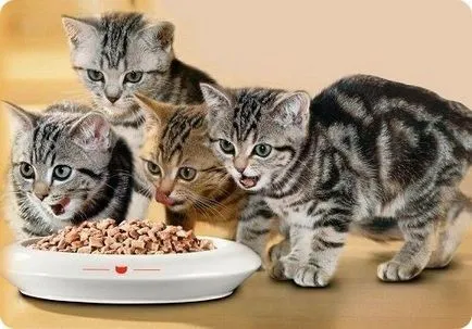 Как да се хранят коте
