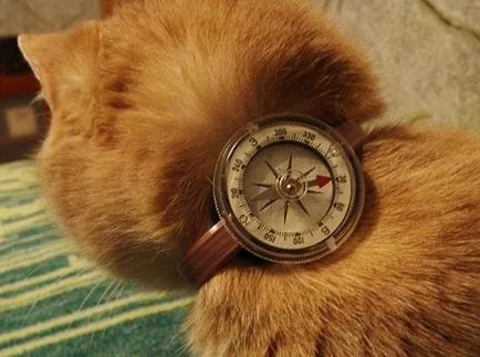 Котки намерят пътя към дома 1