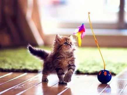 Как се играе с къщата за котка, котка отбелязва от опитен ветеринар