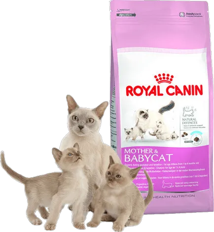Как да се хранят коте