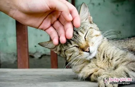 Как да се отбият коте коте ухапвания от хапещи защо основните причини