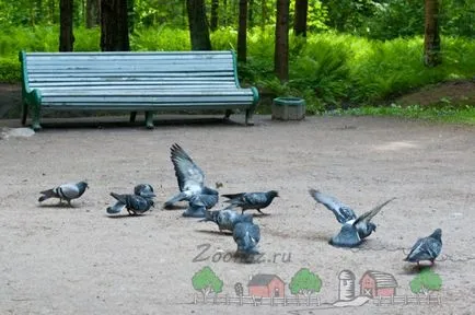 Как да се изплаши и да се отърве от гълъби, съвети и снимки