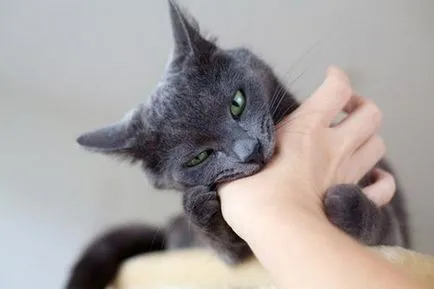 Как да се отбият коте захапка и нулата - методи за справяне с лошо поведение