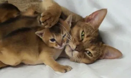 Cnitsya котка с котенца