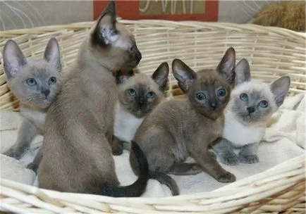 Cnitsya котка с котенца