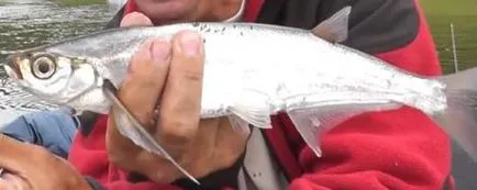 Как да хванеш sabrefish на дъвка, Bombardier и фидер - Видео инструкции