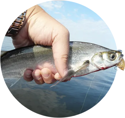 Как да хванеш sabrefish на дъвка, Bombardier и фидер - Видео инструкции