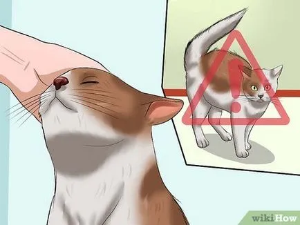 Как да укроти дивите котки