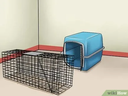 Как да укроти дивите котки