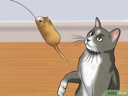 Как да укроти дивите котки