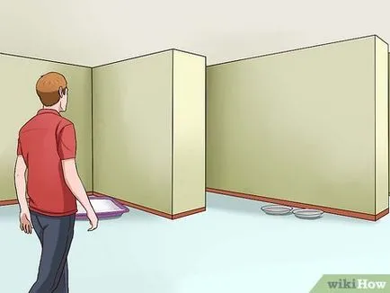 Как да укроти дивите котки