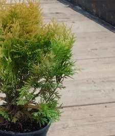 Как да се засадят Arborvitae и се грижат за тях