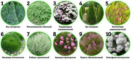Как да се разчупи цветна леха пред съветите за къща на дизайн със снимки