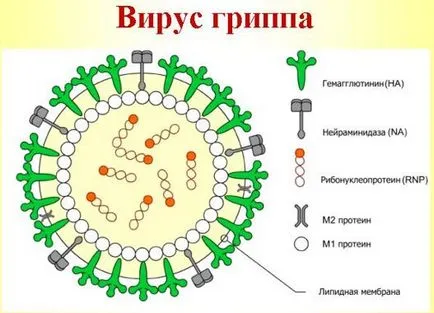 Как вирус, лекционна зала, библиотека