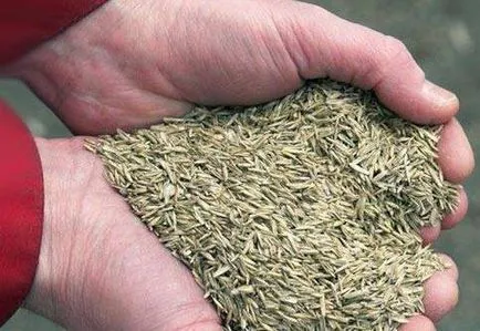 Как да се сеят люцерна, как да засадят люцерна